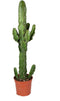 Euphorbia erytrea groen ↨ 70cm - hoge kwaliteit planten