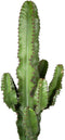 Euphorbia erytrea groen ↨ 70cm - hoge kwaliteit planten