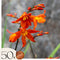 Plant in a Box - Crocosmia 'Lucifer' Montbretia - set van 50 - Knollen - Tuinbloemen - Rood - Volgroeide hoogte: 70 cm