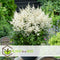 Plant in a Box - Astilbe - Mix van 6 - Pluimspirea - Wortelstokken - Robuuste bloeiende plant