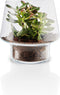 Eva Solo - Succulent Vaas 21cm - Glas - Transparant