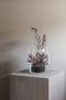 Eva Solo - Succulent Vaas 21cm - Glas - Transparant