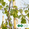 Treurberk | Betula pen. 'Tristis' 6-10 cm 160-180 cm| Bomenbezorgd.nl