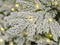 Everlands Grandis Fir Prelit Snowy Groen - Kerstboom - Ø152xH210 cm 550 Led