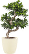 Goed & Groen - Ficus Gin Seng Bonsai met Elho Brussels Round pot Soap - ↨ 70cm - Potmaat 27 - Exclusieve Kwaliteit Planten - Kamer Plant - Kamerplanten - Sfeer - Interieur
