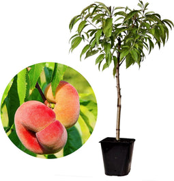 Plant in a Box - Prunus Persica 'Saturnus' - Set van 2 - Perzikboom - Fruitboom - Winterharde boom - Potplant - Tuinplant - Pot 15 cm - Hoogte 60-70cm