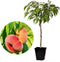 Plant in a Box - Prunus Persica 'Saturnus' - Set van 2 - Perzikboom - Fruitboom - Winterharde boom - Potplant - Tuinplant - Pot 15 cm - Hoogte 60-70cm