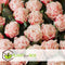 Plant in a Box - Tulipa Queensland - Bloembollen x10 - Tulp - Roze Wit - Tulpen uit Holland