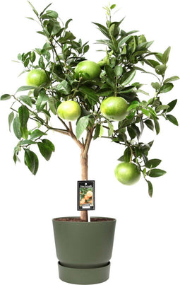 Citrus Grapefruit op stam in ELHO outdoor sierpot Greenville Rond (groen) – ↨ 80cm – ⌀ 25cm