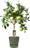 Citrus Grapefruit op stam in ELHO outdoor sierpot Greenville Rond (groen) – ↨ 80cm – ⌀ 25cm