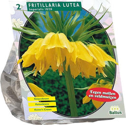 Fritillaria Imperialis Lutea per 2