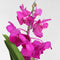 Plant in a Box - Vanda orchidee 'Tayanee Cerise' - Creme-wit - Hoogte 65cm