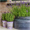 Plants by Frank - Set van 3 Franse lavendelplanten in sierpot 'Deluxe' - 3 x Lavandula stoechas Anouk® 13 cm pot - Lavendelplant - Vers van de kwekerij Geleverd