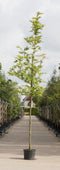 Oosterse plataan | Platanus orientalis 'Minaret' 6-10 cm | Bomenbezorgd.nl