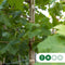 Plataan hoogstam 400 cm | Platanus hispanica 14-18 cm | Bomenbezorgd.nl