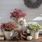 Plants by Frank | set van 6 Parelbes planten | 6x Pernettya mucronata mix | 2x roze, 2x wit & 2x rood | 12 cm Ø | 20 cm hoog | winterharde planten | tuinplanten | planten