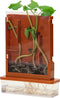 Experimenten - Planten Doolhof, 21dlg.