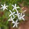 Plant in a Box - Jasminum polyanthum - Set van 2 - Jasmijn tuinplant Piramide - Groenblijvende klimplant - Pot 17cm - Hoogte 60-70cm