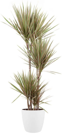 Goed & Groen - Dracaena marginata Bicolor (in ELHO Brussels Rond Wit) - Drakenboom - XL -↨ 160cm - Potmaat 27 - Exclusieve Kwaliteit Planten - Kamer Plant - Kamerplanten - Sfeer - Interieur