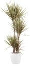 Goed & Groen - Dracaena marginata Bicolor (in ELHO Brussels Rond Wit) - Drakenboom - XL -↨ 160cm - Potmaat 27 - Exclusieve Kwaliteit Planten - Kamer Plant - Kamerplanten - Sfeer - Interieur