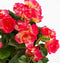 Zalmroze Begonia kunstplant met bloemen 37 cm in terracotta pot - Kunstplanten/nepplanten - Voor binnen