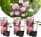Plant in a Box - Paeonia officinialis - Set van 3 - meerjarige pioenrozen 'Sarah Bernhardt' - Kleur: roze - boerenpioen - Diameter 9 cm - Hoogte 0-40 cm