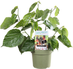 Goed & Groen - Moerbei 'Morus Alba Gigant Fruit’ -↨ 75cm - Potmaat 21cm - Kwaliteit Planten - Tuin Plant - Tuinplantenplanten - Sfeer