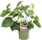 Goed & Groen - Moerbei 'Morus Alba Gigant Fruit’ -↨ 75cm - Potmaat 21cm - Kwaliteit Planten - Tuin Plant - Tuinplantenplanten - Sfeer