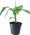 Goed & Groen - Musa Basjoo -↨ 45cm - Potmaat 17cm - Kwaliteit Planten - Tuin Plant - Tuinplantenplanten - Sfeer