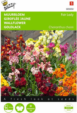 2 stuks - Buzzy - Cheiranthus cheirii Fair Lady Gemengd