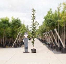 Japanse zuil sierkers | Prunus serr. 'Amanogawa' 20-40 cm| Bomenbezorgd.nl