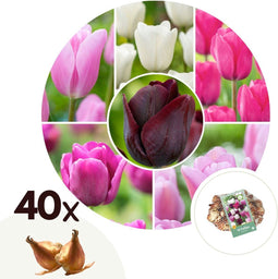 Plant in a Box - Tulipa Pastel Mix - Tulpenbollen x40 - Bloembollen voor Tuin, Terras of Balkon