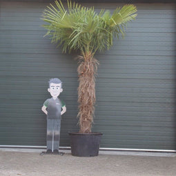 Chinese waaierpalm Trachycarpus Fortunei 180 cm stamhoogte