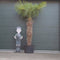 Chinese waaierpalm Trachycarpus Fortunei 180 cm stamhoogte