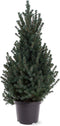 Picea glauca 'Sander's Blue' - Dwergspar - Planthoogte: 50-60 cm - Pot Ø 23 cm (5 liter)