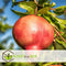 Plant in a Box - Punica granatum 'Early' - Granaatappelboom - Fruitboom met glanzende bladeren - Pot 21cm - Hoogte 60-70cm