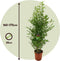 Plant in a Box - Phyllostachys Bisetti - XL Bamboo 'Phyllostachus Bissetii' - Winterhard - Reuzen bamboo - Pot 28cm - Hoogte 160-170cm