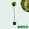 Bol laurier Otto Luyken 150 cm stamhoogte | Prunus l. 'Otto Luyken' 4-6 cm 150 cm| Bomenbezorgd.nl