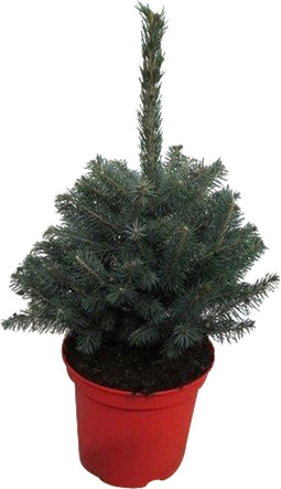 Kerstboom Picea pungens Super Blue ↨ 60cm - hoge kwaliteit planten