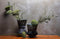 BePureHome Silhouet Vaas - Glas - Multi - 25x22x22
