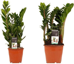 Combi 1 x Zamio Zenzi 1 x Zamio Culcas