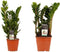 Combi 1 x Zamio Zenzi 1 x Zamio Culcas