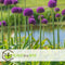 Plant in a Box - Allium Ambassador - Bloembollen x3 - Paarse bollen - 150 cm hoog