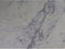 Ovale eettafel - 180x100x76 - Wit/zwart - Marmer/metaal