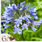 Plant in a Box - Agapanthus Blauw - Set van 6 - Afrikaanse lelie - Wortelstokken - Bloeiende plant