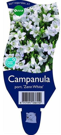 Griffioen - Campanula port. 'Zenn White'