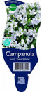 Griffioen - Campanula port. 'Zenn White'
