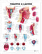 Anatomical Chart Company - Pharynx & Larynx Anatomisch Diagram - Achteraanzicht en verschillende doorsneden