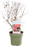 Plant in a Box - Punica granatum 'Early' - Granaatappelboom - Fruitboom met glanzende bladeren - Pot 21cm - Hoogte 60-70cm