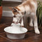 Petsafe Drinkwell Ceramic Avalon - Drinkfontein - 2 ltr - Wit